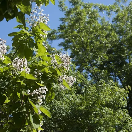 Almoetia * Calatabiano